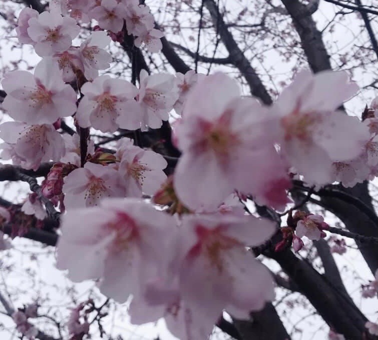 3月クローバー