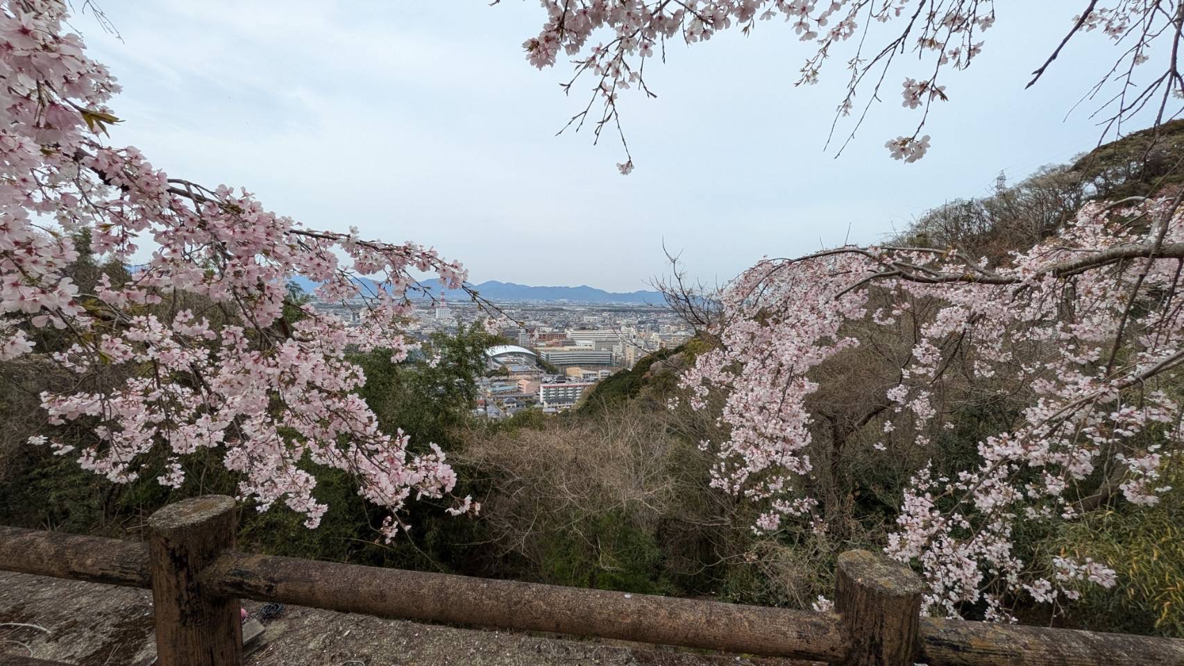 4月クローバーは毎年恒例のお花見